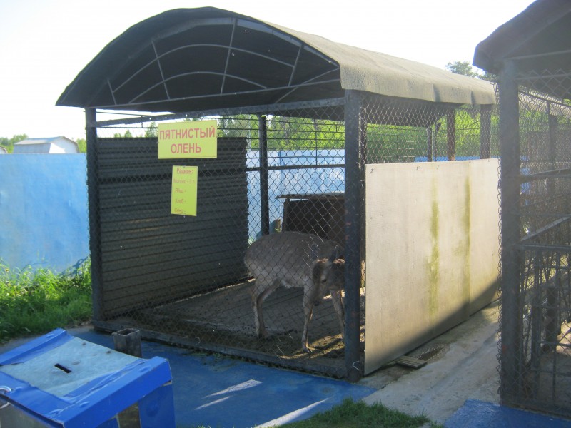 Photo of Мини-зоопарк на трассе М-10, Коломно