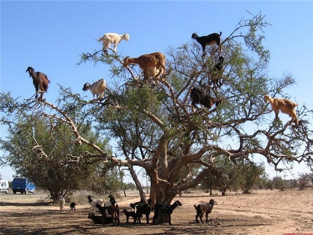 Photo of Марокканские козы пасутся на деревьях