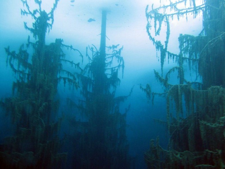 Photo of Подводный лес на озере Каинды