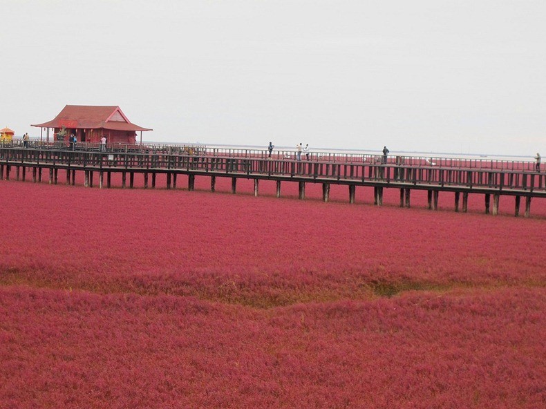 Photo of Красный пляж Паньцзинь