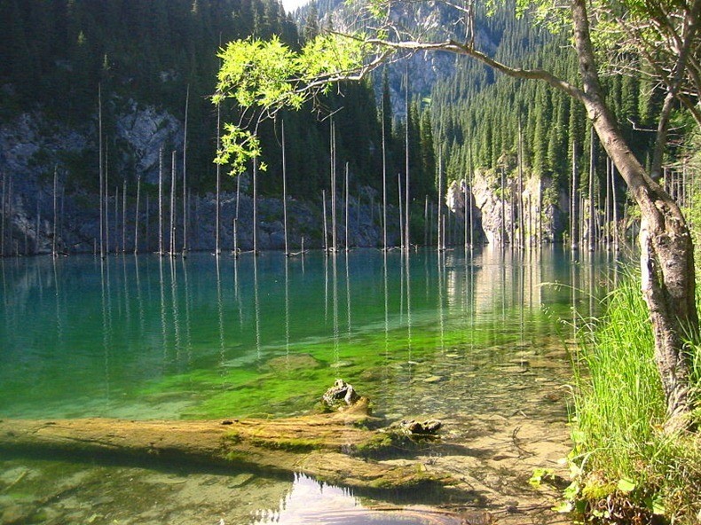 Photo of Подводный лес на озере Каинды