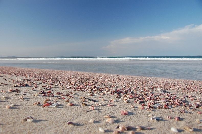 Photo of Необычные ракушечные пляжи