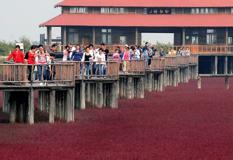 Photo of Красный пляж Паньцзинь