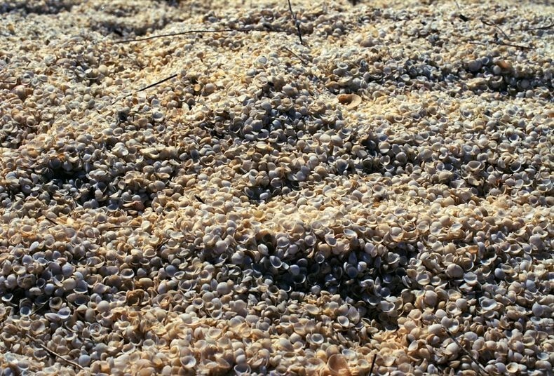 Photo of Необычные ракушечные пляжи